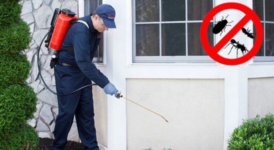 Çeltik Hamam Böceği İlaçlama böcek ilaçlama ve haşere kontrolü — ilaclama-tr.com